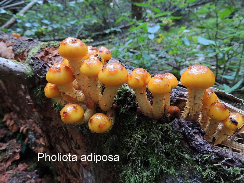 Pholiota adiposa-amf1430.jpg - Pholiota adiposa ; Syn: Pholiota aurivella var.abietis ; Nom français: Pholiote grasse